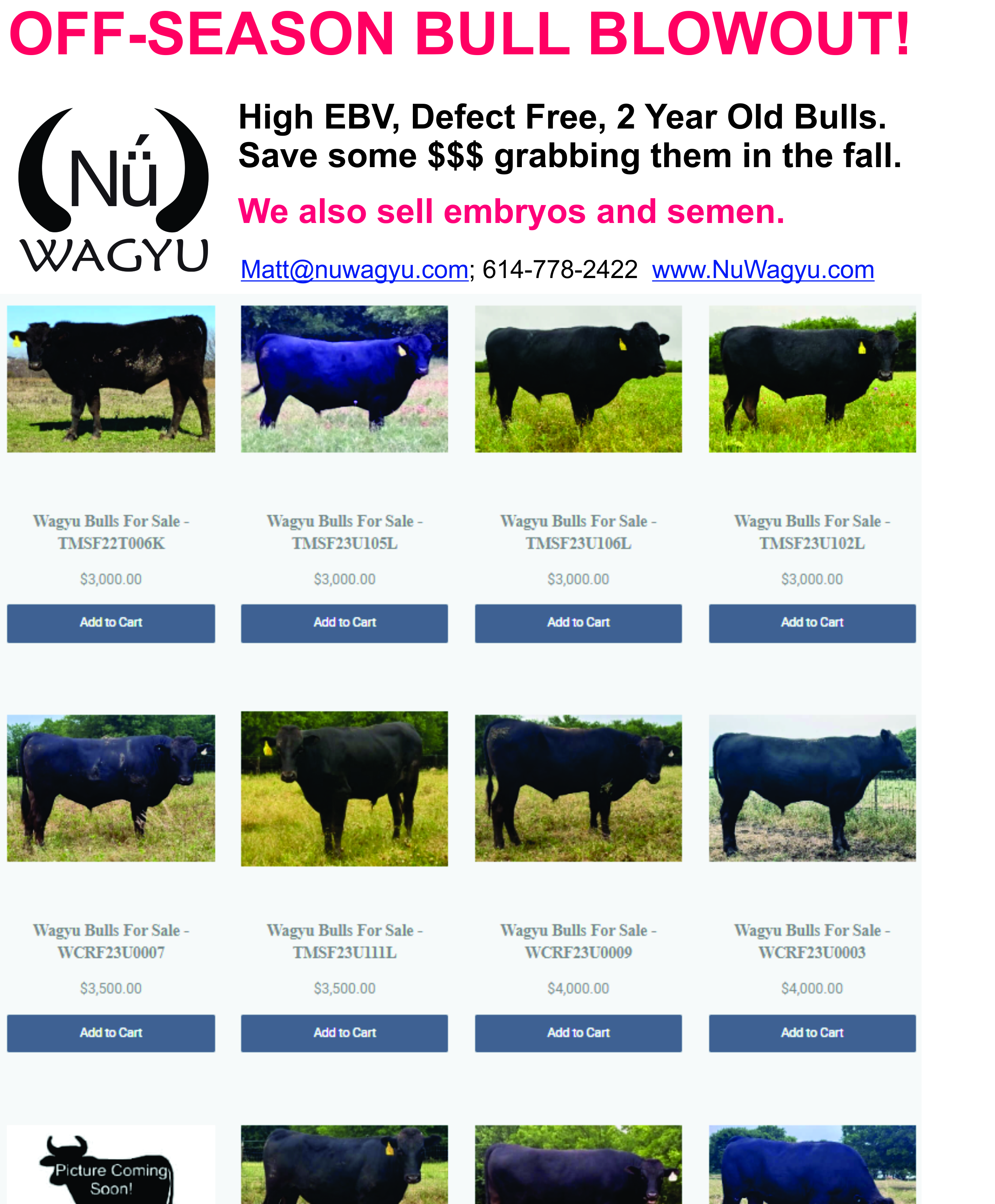 Wagyu Bulls - Fall Blowout Sale